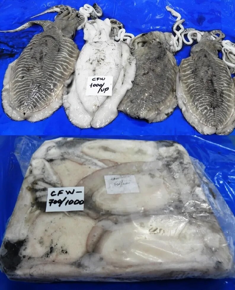 CUTTLEFISH WHOLE BLOCK image 1