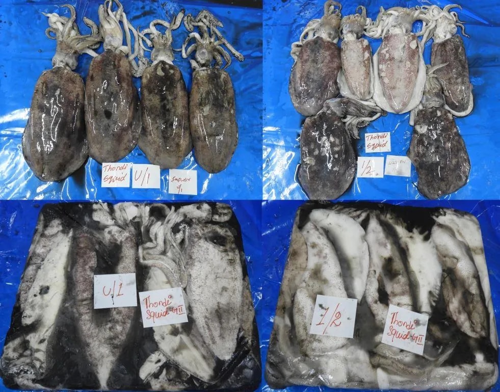 THONDI SQUID GRADE 2 image 1