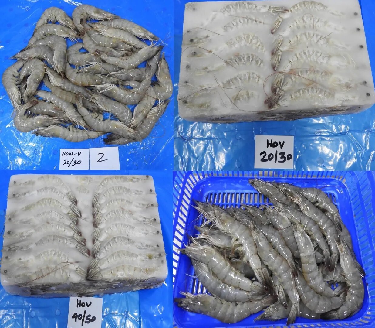 HEAD ON VANNAMEI SHRIMPS image 1