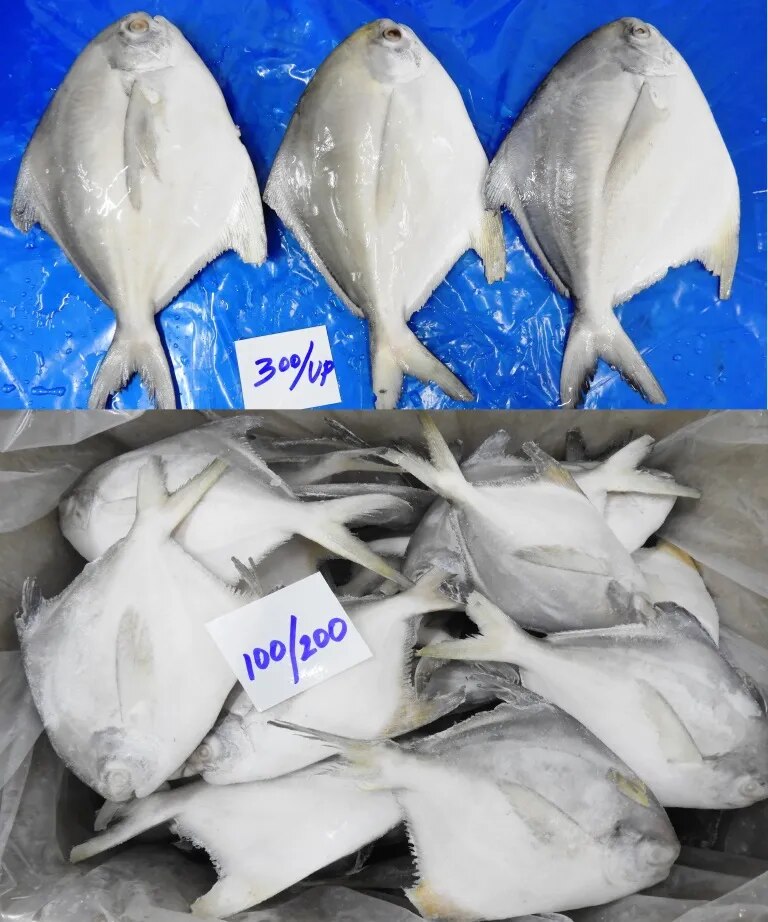 POMFRET FISH image 1