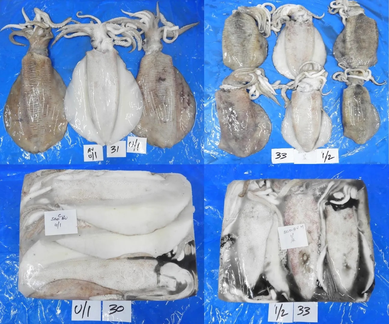 THONDI SQUID/AV SQUID (GRADE-1) image 1