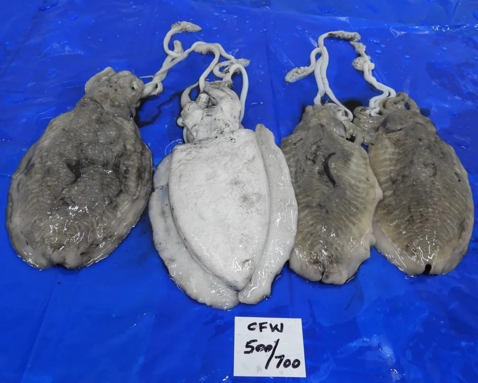 CUTTLEFISH WHOLE BLOCK image 1