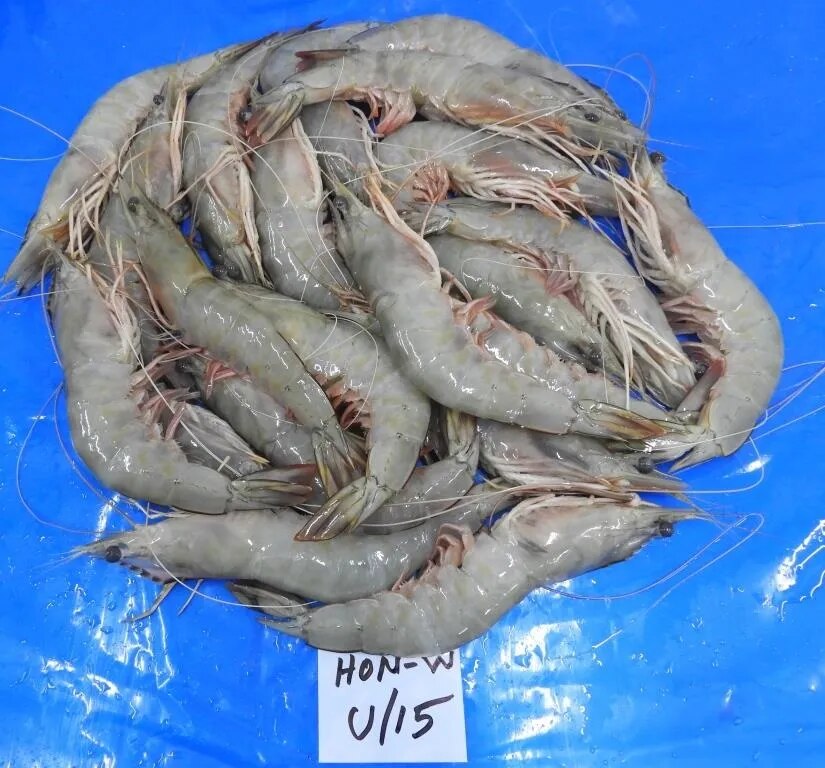 HEAD ON WHITE BLOCK FROZEN SHRIMPS image 1