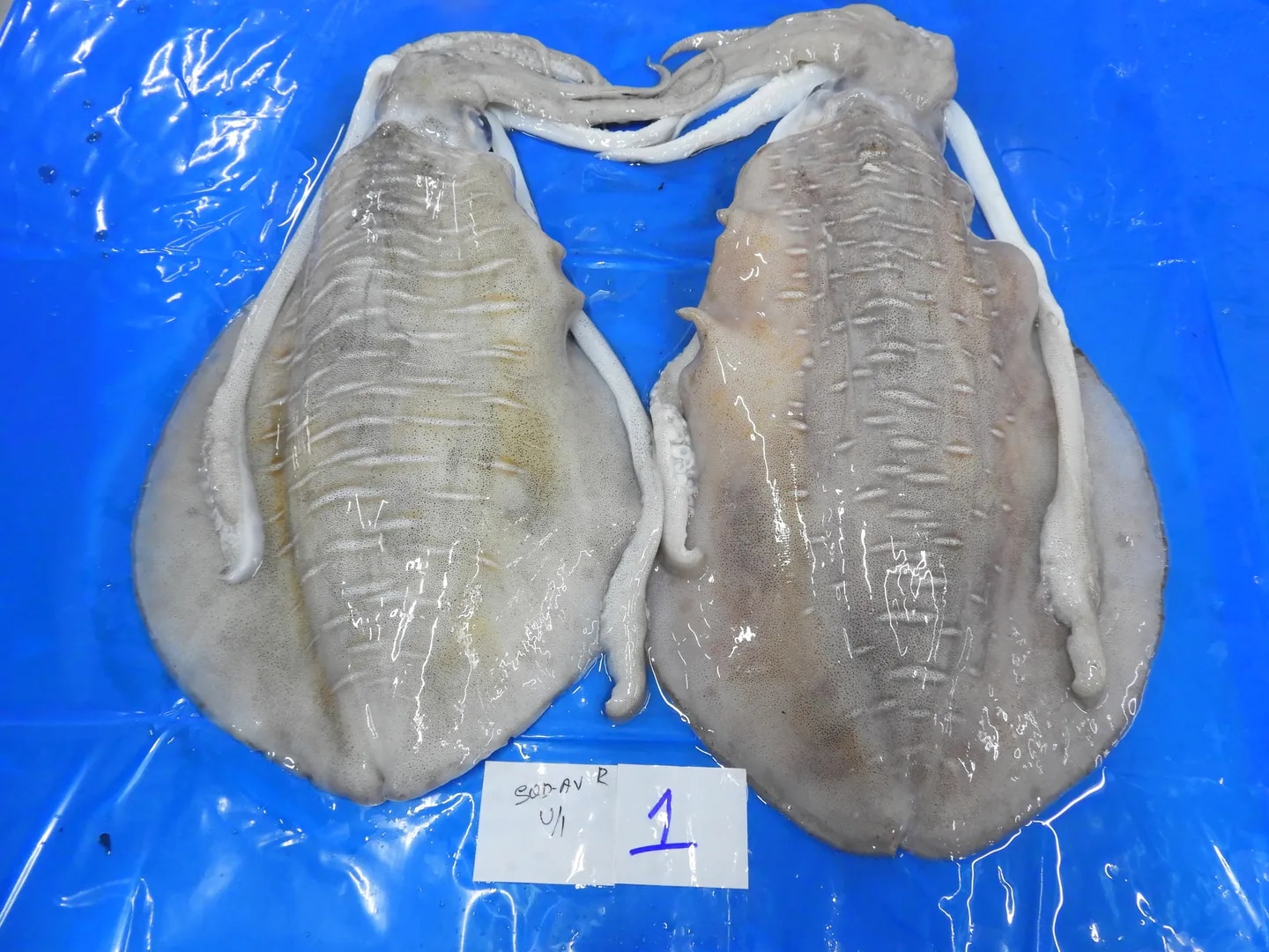 THONDI SQUID/AV SQUID (GRADE-1) image 1