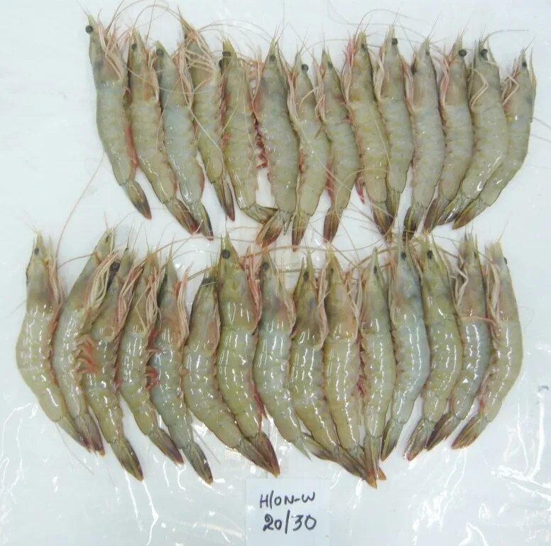 RAW FROZEN HEAD ON WHITE SHRIMPS IQF image 1