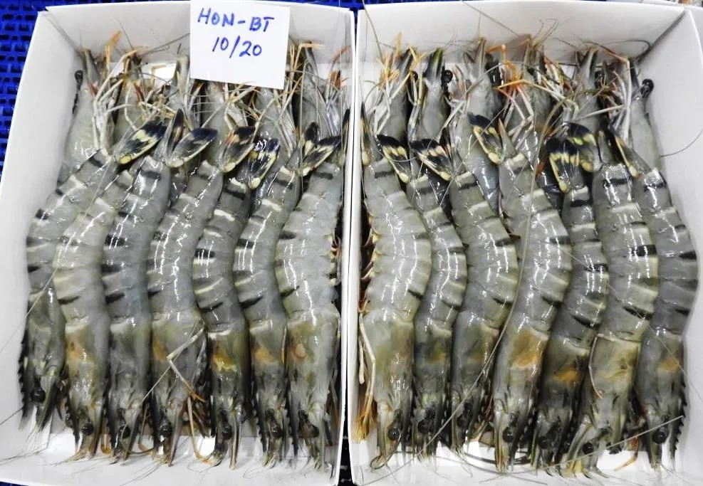 RAW FROZEN HEAD ON BLACK TIGER SEMI IQF SHRIMPS image 1
