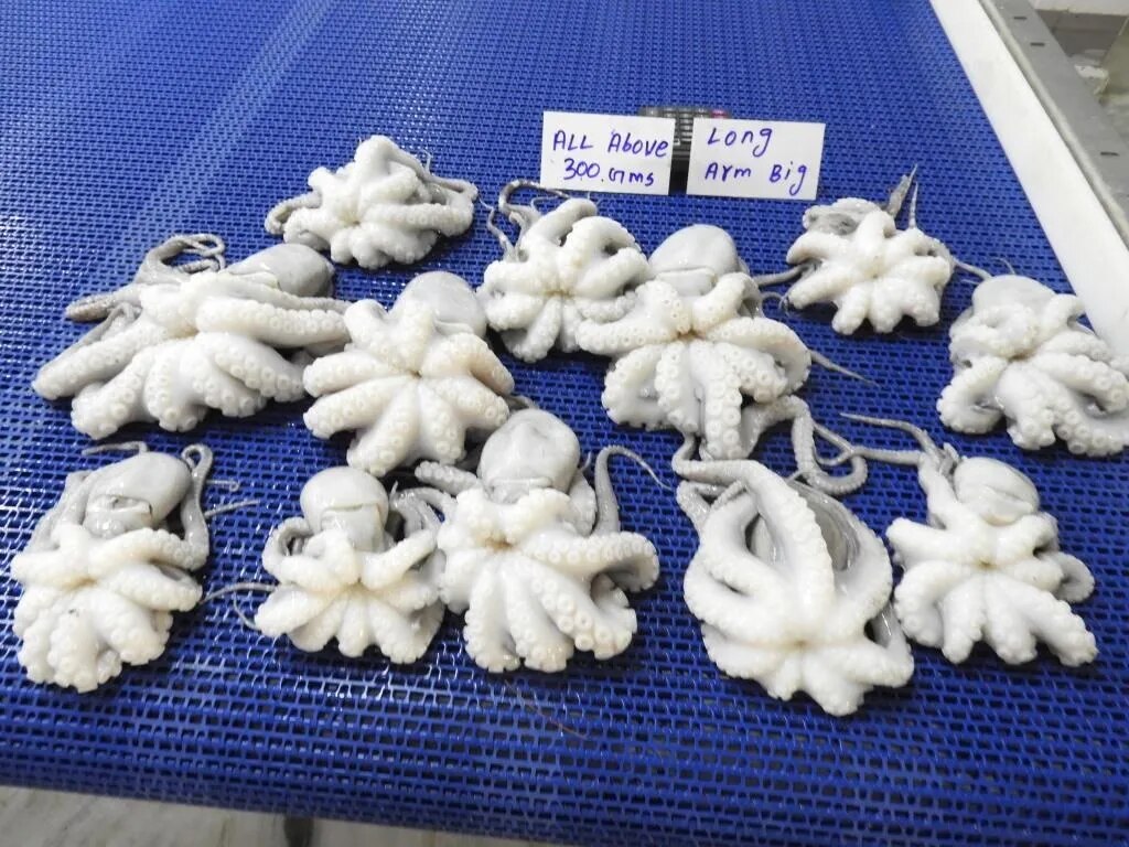 RAW FROZEN OCTOPUS WHOLE CLEANED, BLOCK image 1