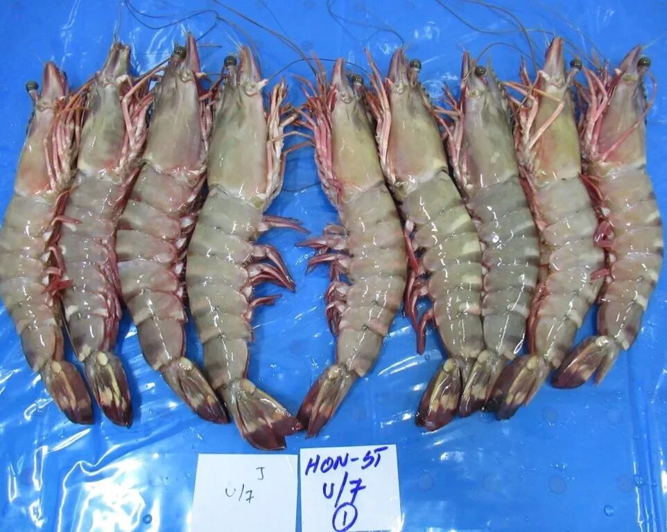 RAW FROZEN HEAD ON SEA TIGER BLOCK FROZEN SHRIMPS image 1