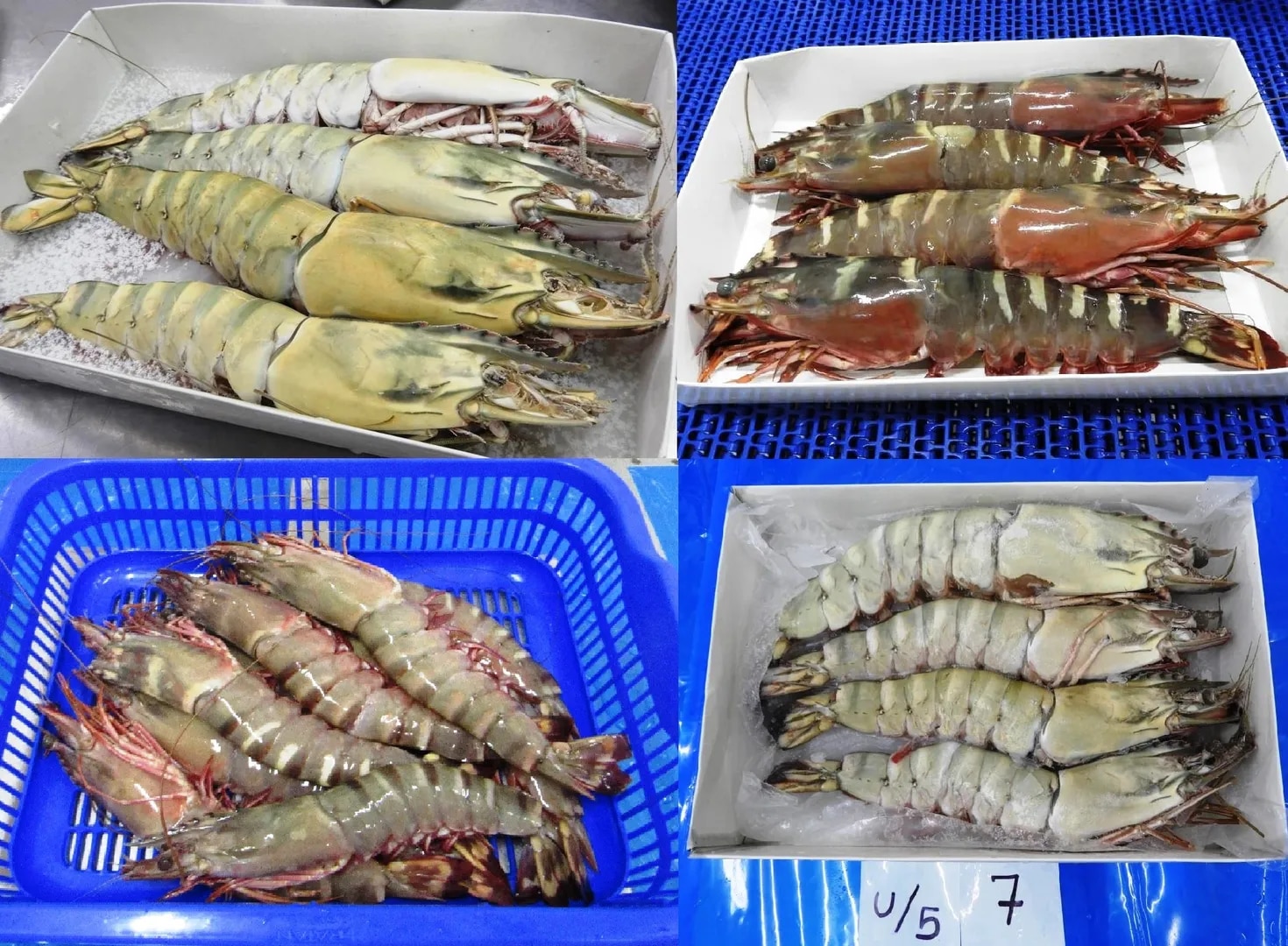 RAW FROZEN HEAD ON SEA TIGER SHRIMPS, IQF image 1