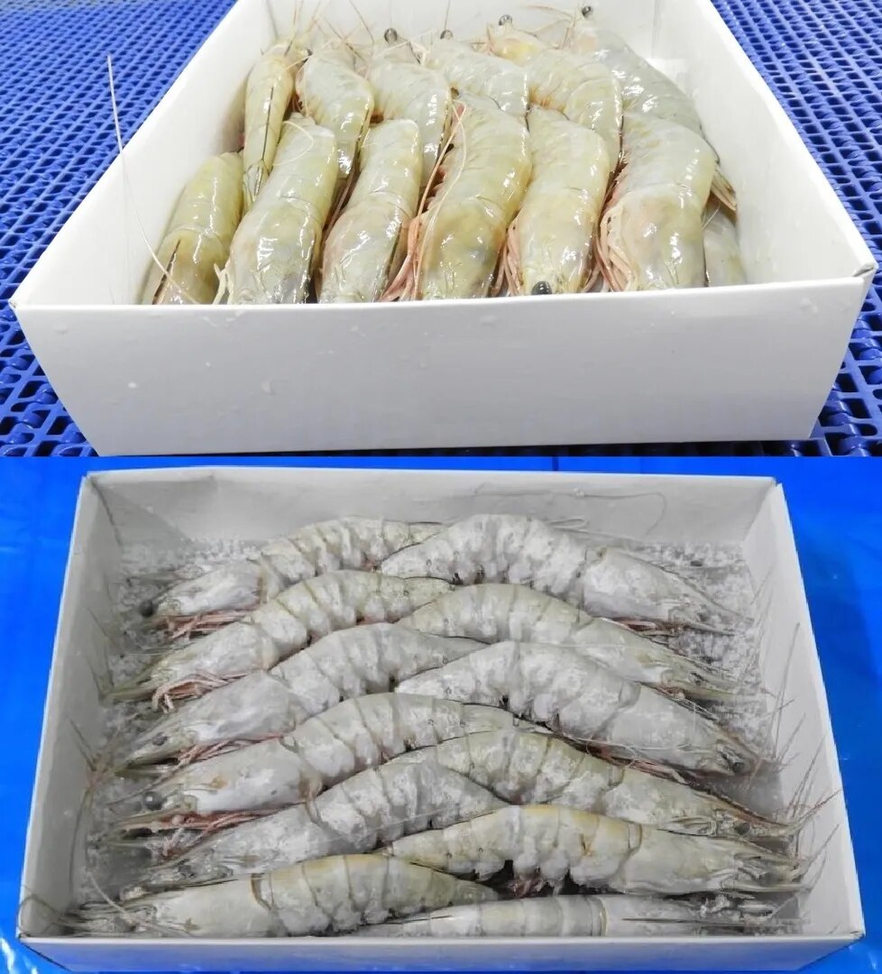 HEAD ON WHITE SEMI IQF SHRIMPS/PRAWNS image 1