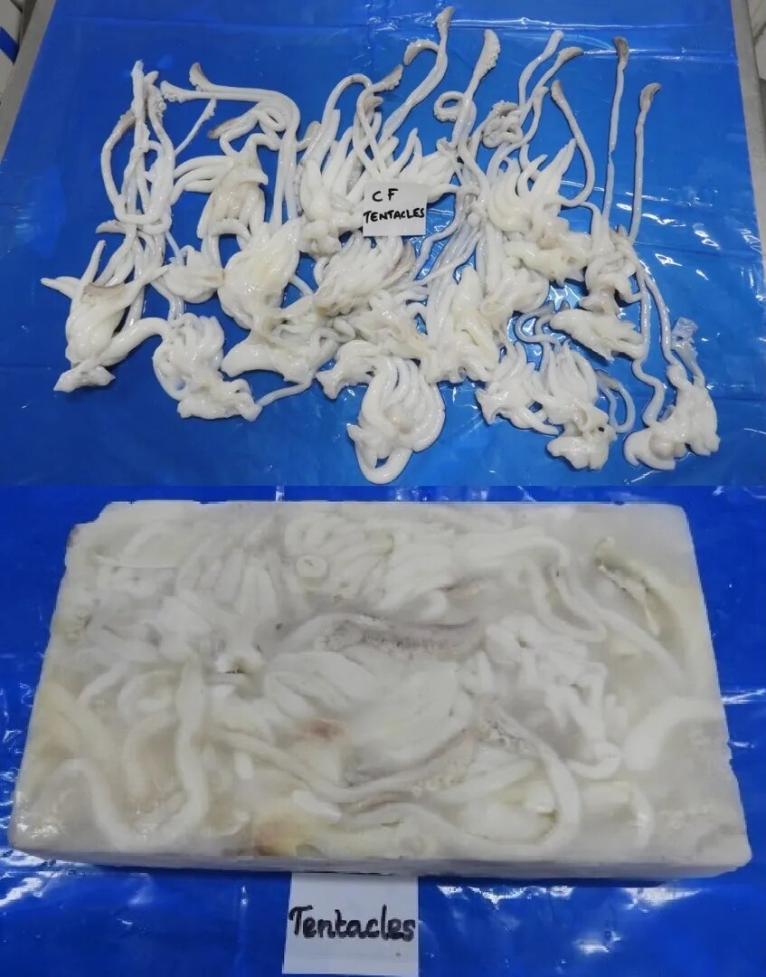 CUTTLEFISH TENTACLES image 1