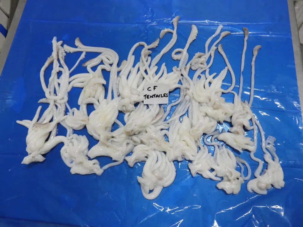 CUTTLEFISH TENTACLES image 1