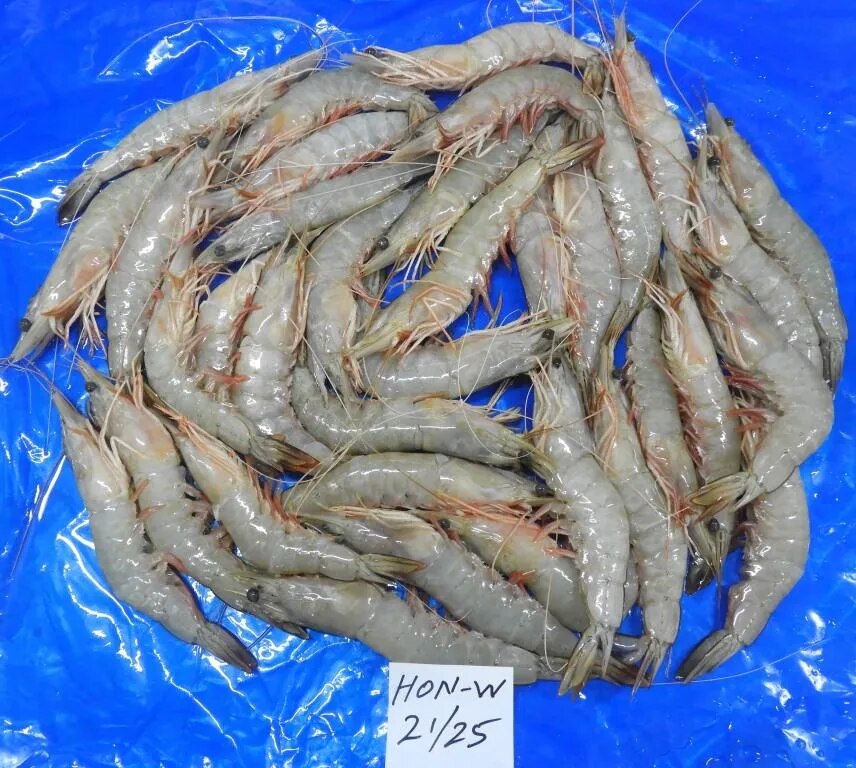 HEAD ON WHITE SHRIMPS/PRAWNS, BLOCK FROZEN image 1
