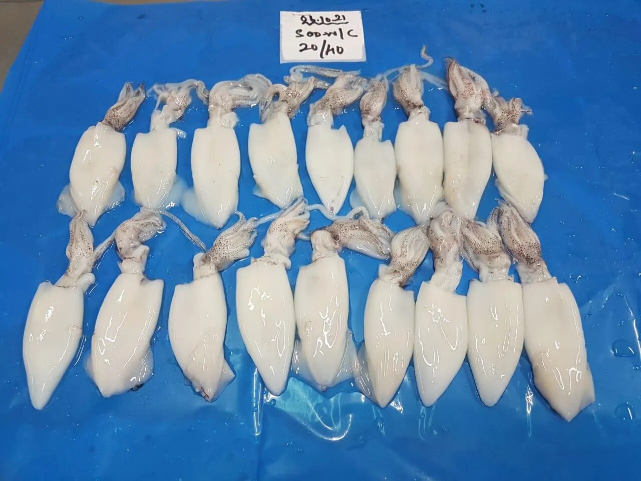 RAW FROZEN SQUID WHOLE CLEANED - IQF image 1