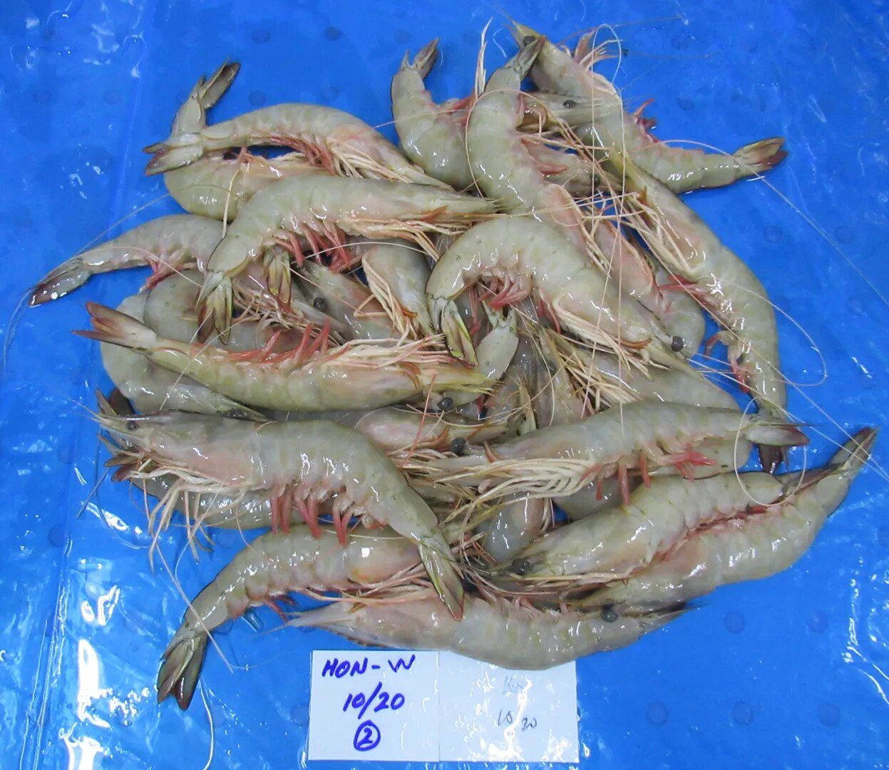 HEAD ON WHITE (10/20 GRADE) BLOCK FROZEN SHRIMPS image 1
