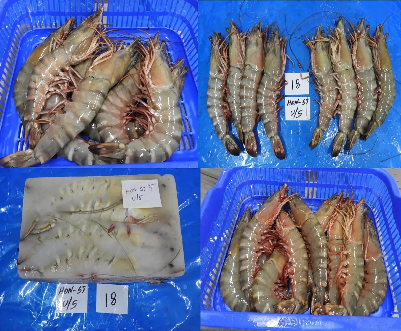 HEAD ON SEA TIGER BLOCK FROZEN SHRIMPS image 1