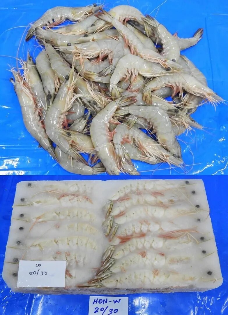 HEAD ON WHITE (20/30 GRADE) BLOCK FROZEN SHRIMPS image 1