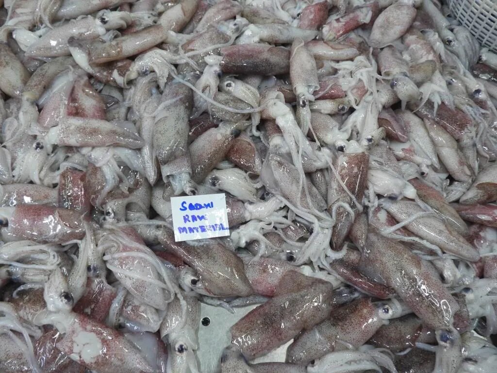 RAW FROZEN SQUID WHITE G1 (BLOCK) image 1