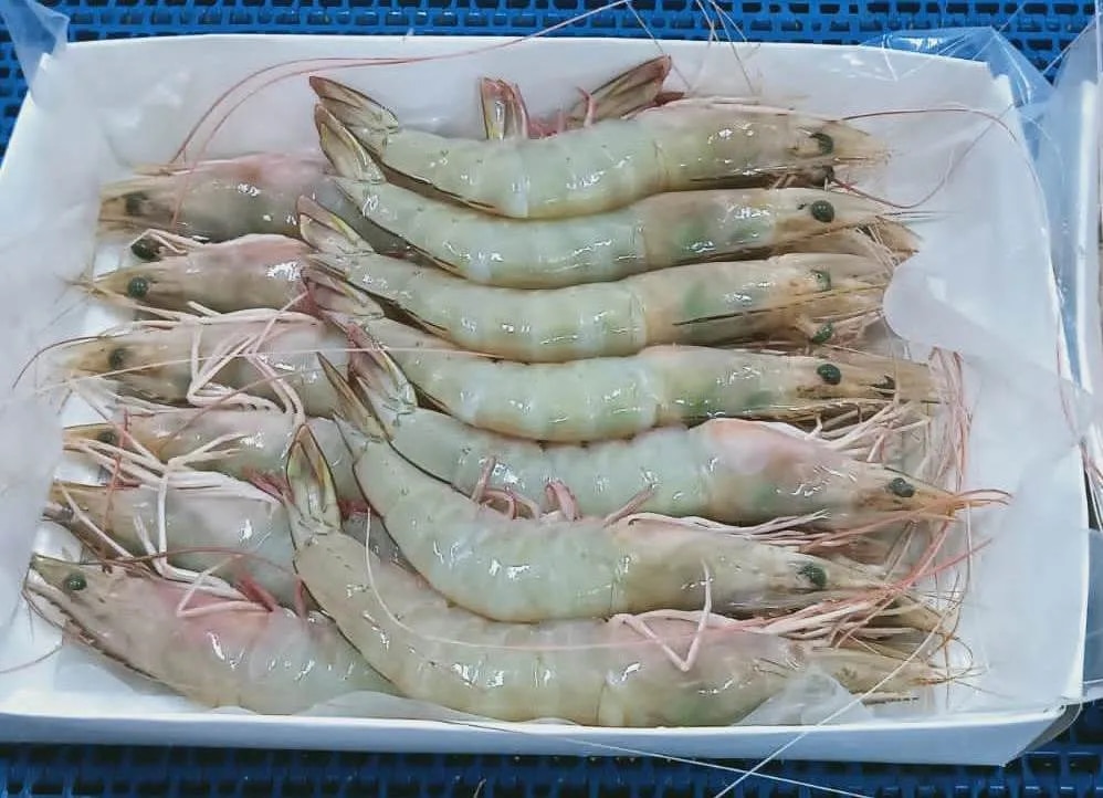 HEAD ON WHITE SEMI IQF SHRIMPS/PRAWNS image 1