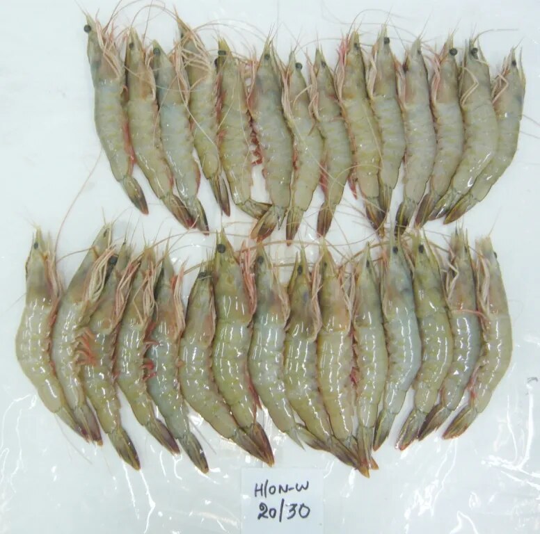 HEAD ON WHITE SHRIMPS/PRAWNS, BLOCK FROZEN image 1