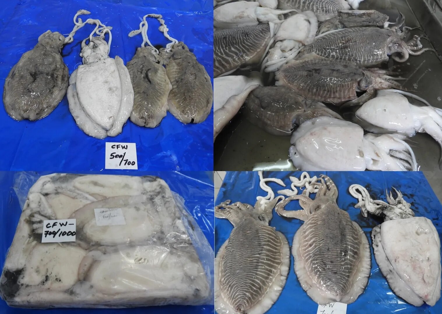CUTTLEFISH WHOLE BLOCK FROZEN image 1