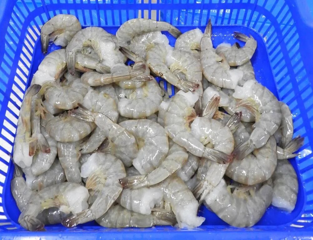 HEADLESS VANNAMEI PRAWNS & SHRIMPS - BLOCK image 1
