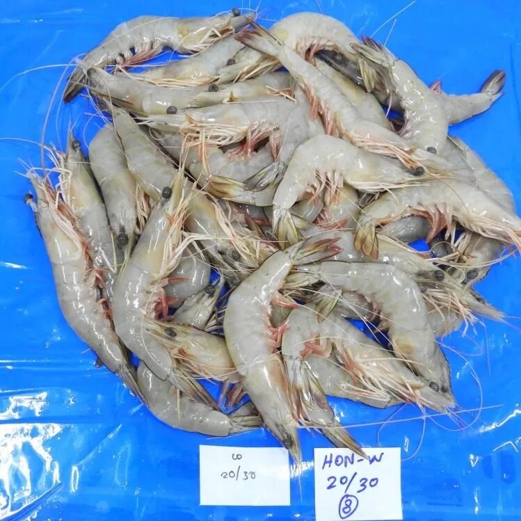 RAW FROZEN HEAD ON WHITE SHRIMPS/PRAWNS, BLOCK image 1