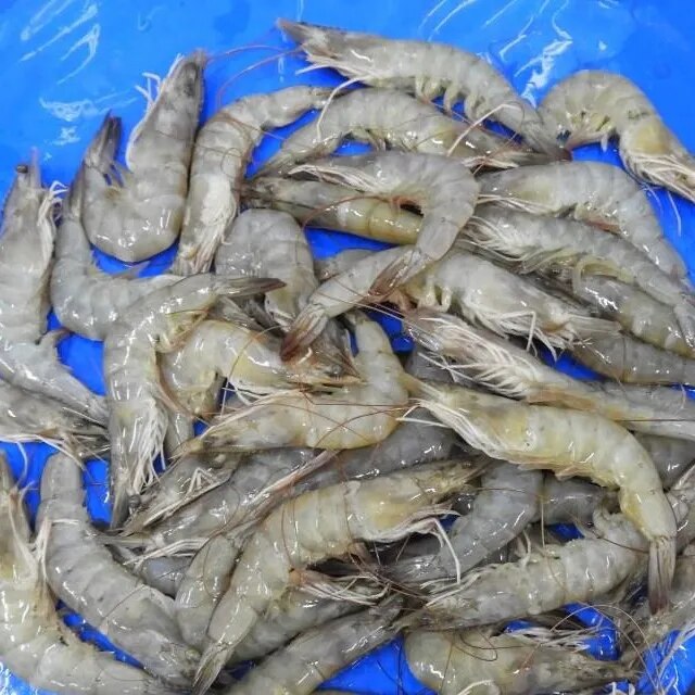HEAD ON VANNAMEI SHRIMPS/PRAWNS image 1