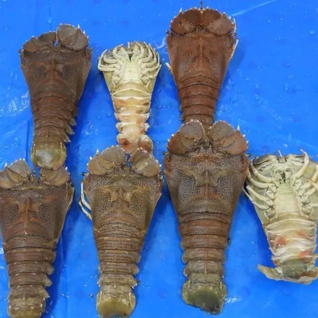 SAND LOBSTER (SLT) image 1
