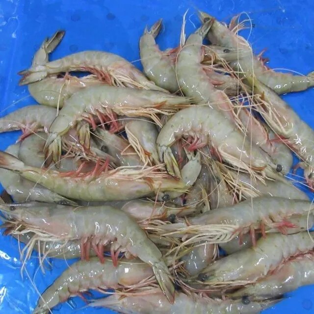 HEAD ON WHITE SHRIMPS/PRAWNS, BLOCK image 1