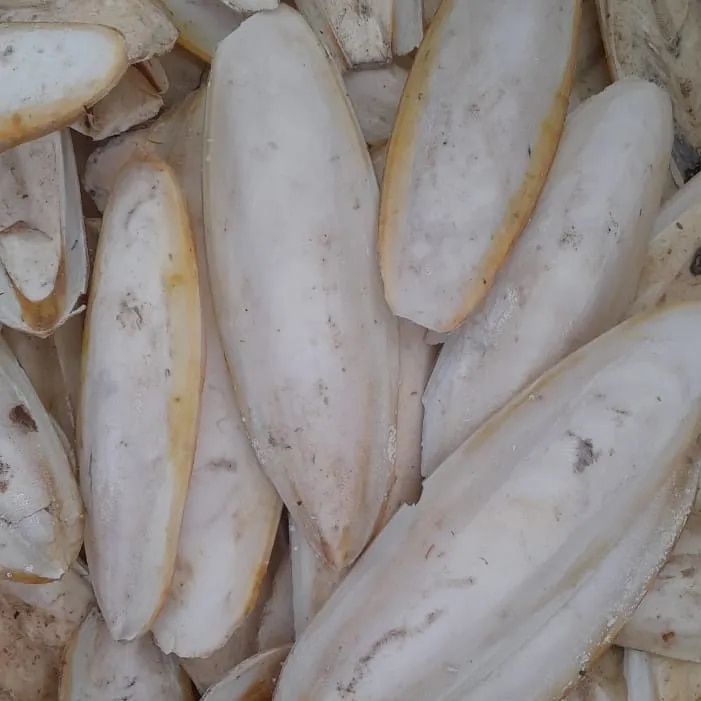 CUTTLEFISH BONE image 1