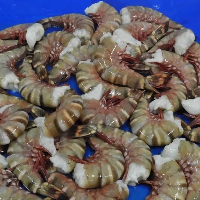 HEADLESS SEA TIGER SHRIMPS & PRAWNS (BLOCK) image 1