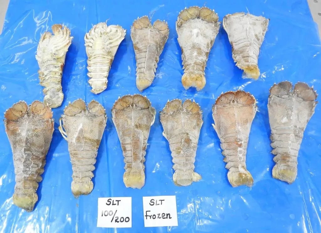 RAW FROZEN SAND LOBSTER (SLT) image 1
