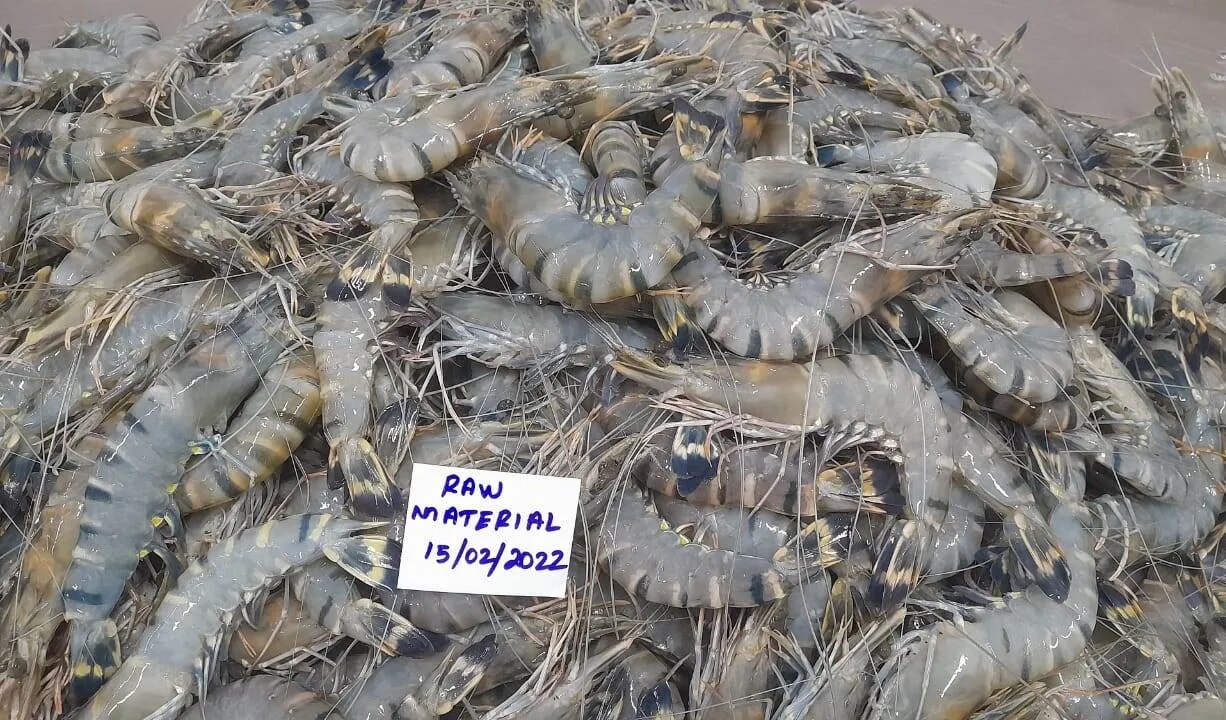 HEAD ON BLACK TIGER SHRIMPS/PRAWNS (BLOCK FROZEN) image 1
