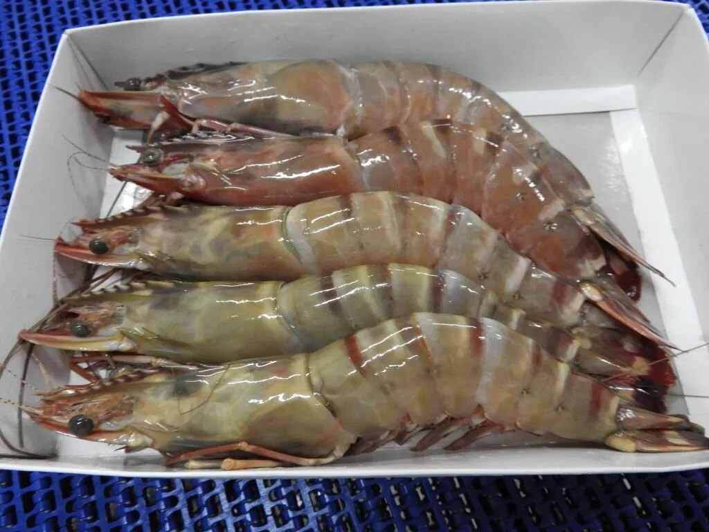 HEAD ON SEA TIGER BLOCK FROZEN SHRIMPS image 1