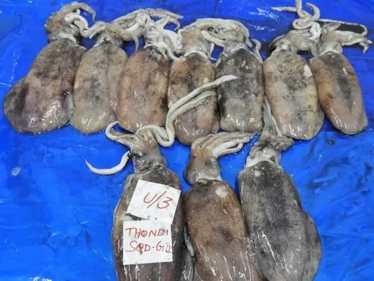 THONDI SQUID/AV SQUID (GRADE-2) - BLOCK FROZEN image 1