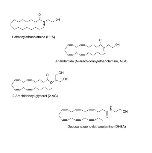Palmitoylethanolamide (PEA) image 1