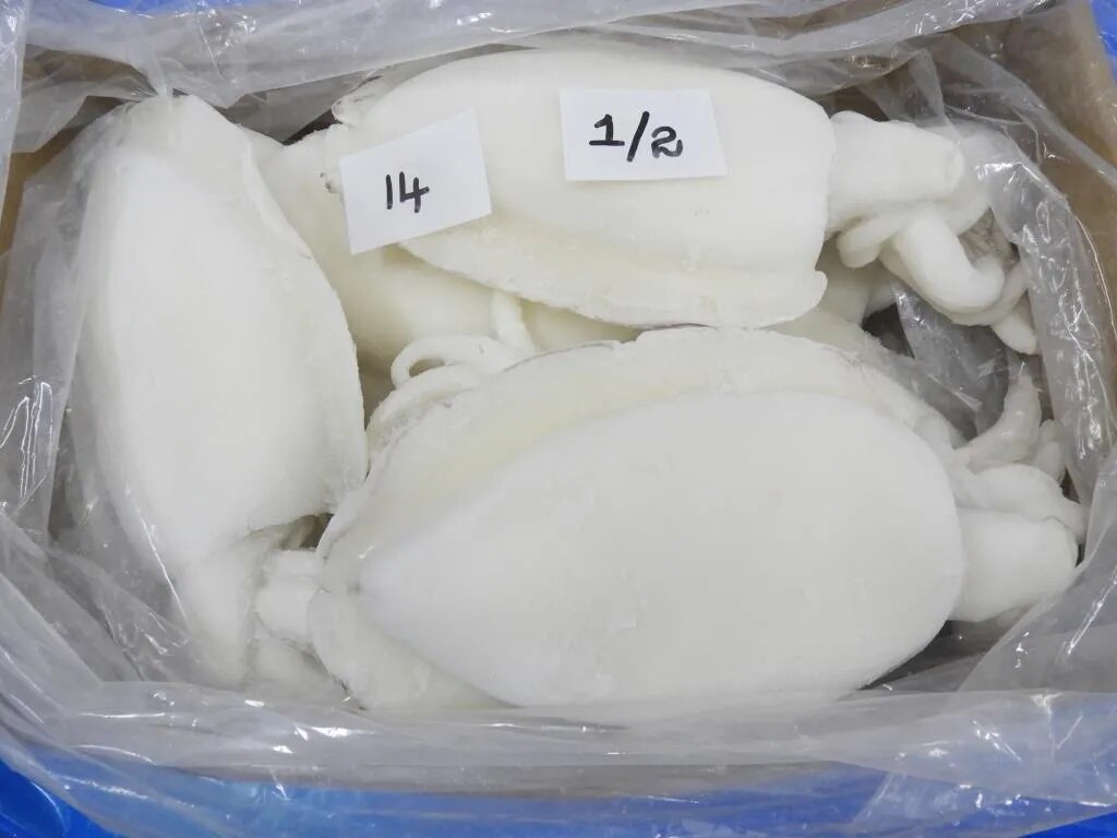 CUTTLEFISH WHOLE CLEANED - IQF - GRADE 2 image 1