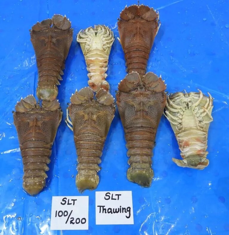 SAND LOBSTER (SLT) - IQF image 1