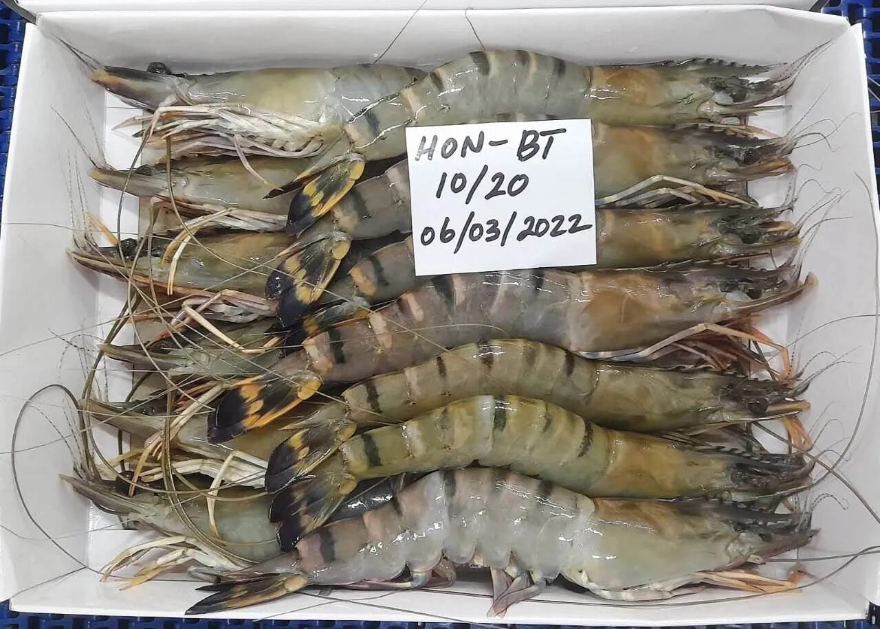 HEAD ON BLACK TIGER IQF SHRIMPS/PRAWNS image 1