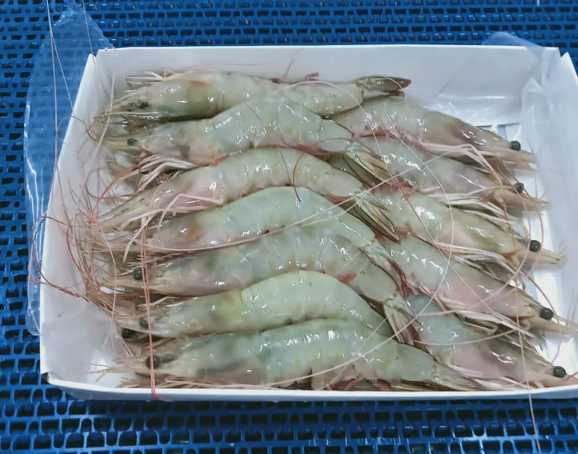 HEAD ON WHITE SHRIMPS/PRAWNS - SEMI IQF image 1