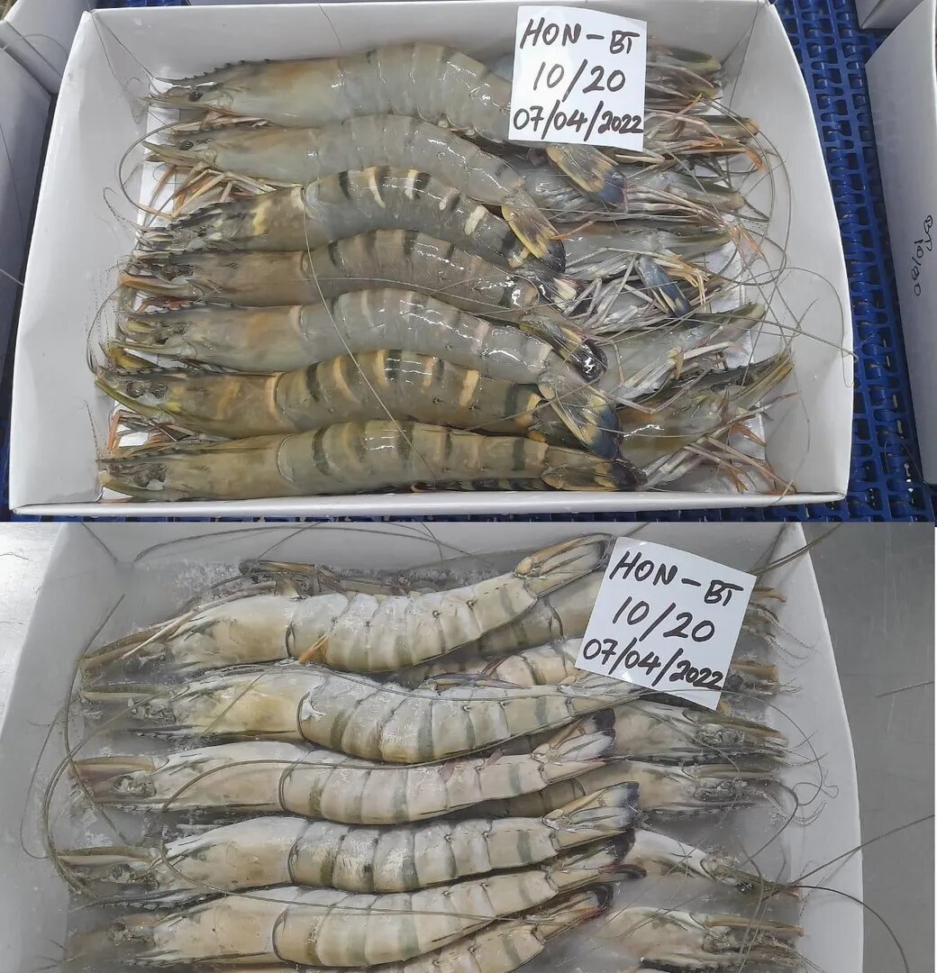 HEAD ON BLACK TIGER SHRIMPS/PRAWNS (SEMI IQF) image 1