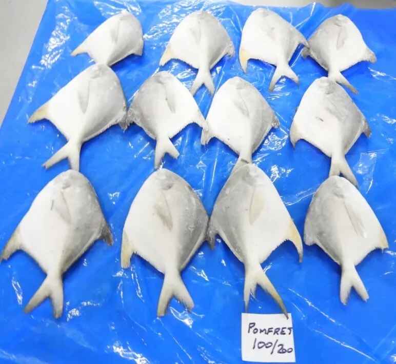 POMFRET FISH image 1