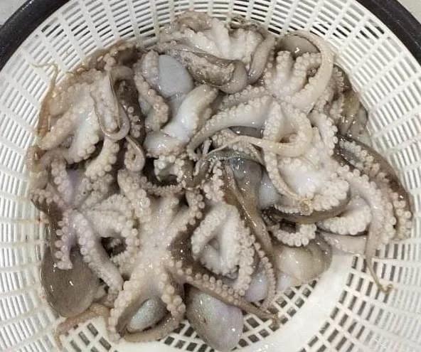 OCTOPUS WHOLE CLEANED, BLOCK image 1
