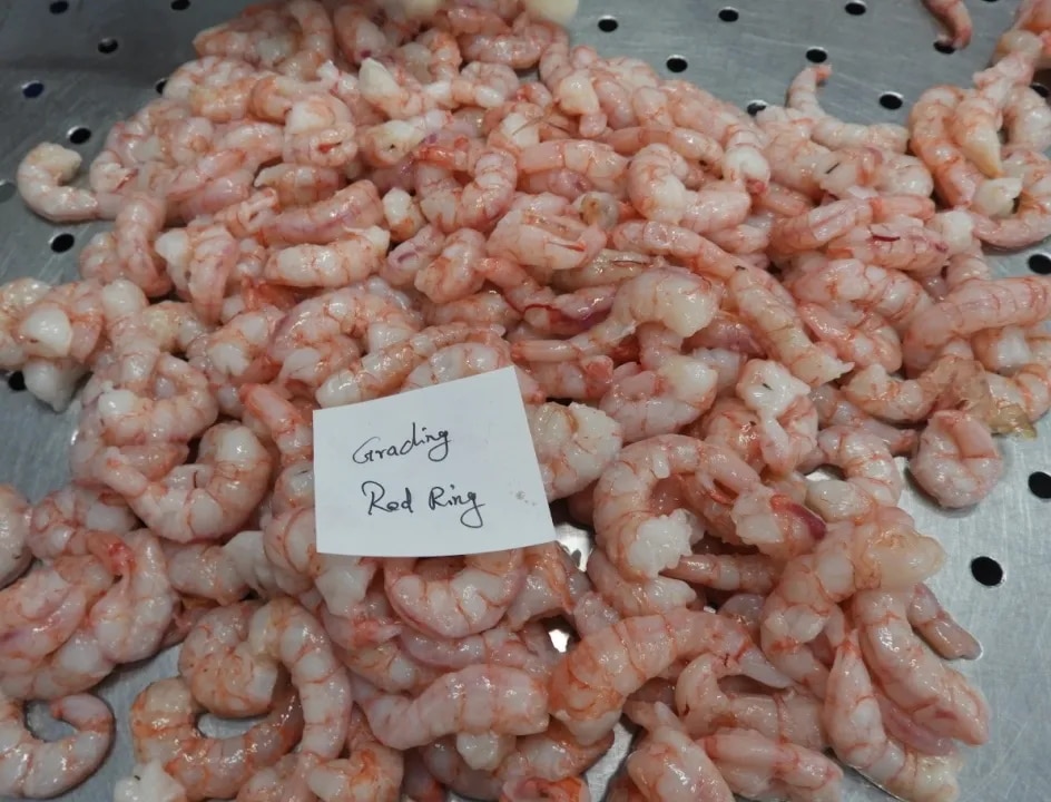 RED RING SHRIMPS/PRAWNS - BLOCK FROZEN image 1