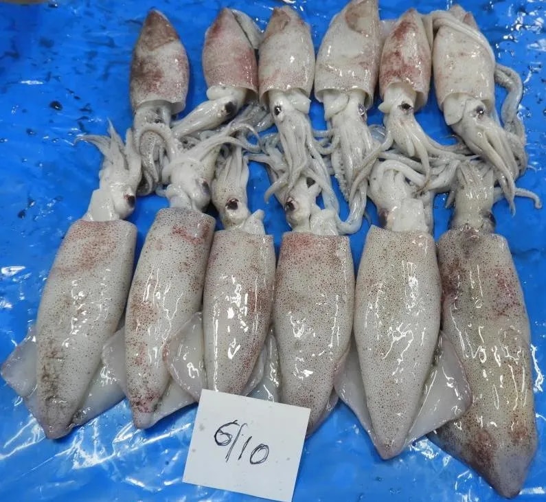 SQUID FISH (GRADE-1) image 1