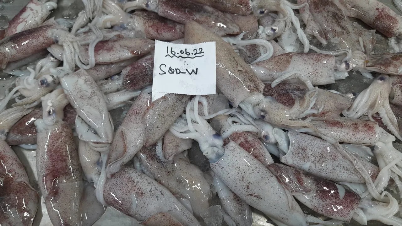 SQUID WHOLE (GRADE-1) image 1