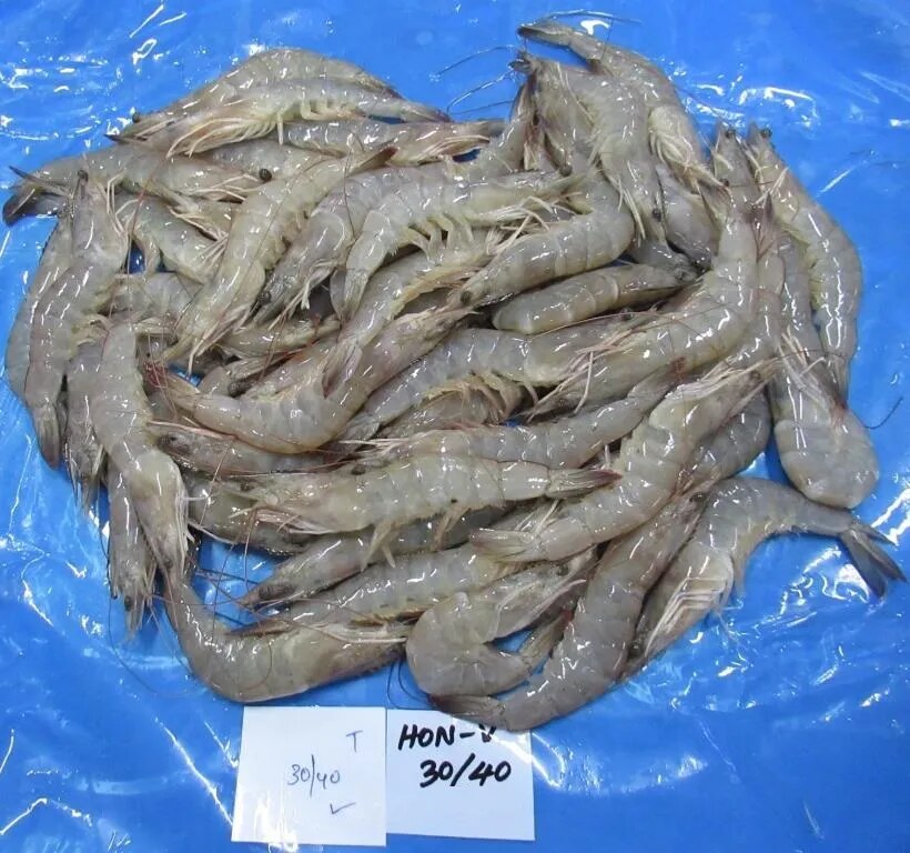 HEAD ON VANNAMEI SHRIMPS/PRAWNS image 1