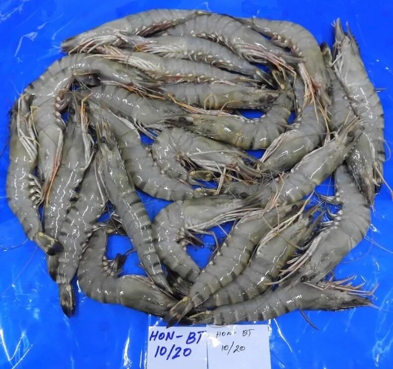 HEAD ON BLACK TIGER SHRIMPS & PRAWNS (BLOCK) image 1
