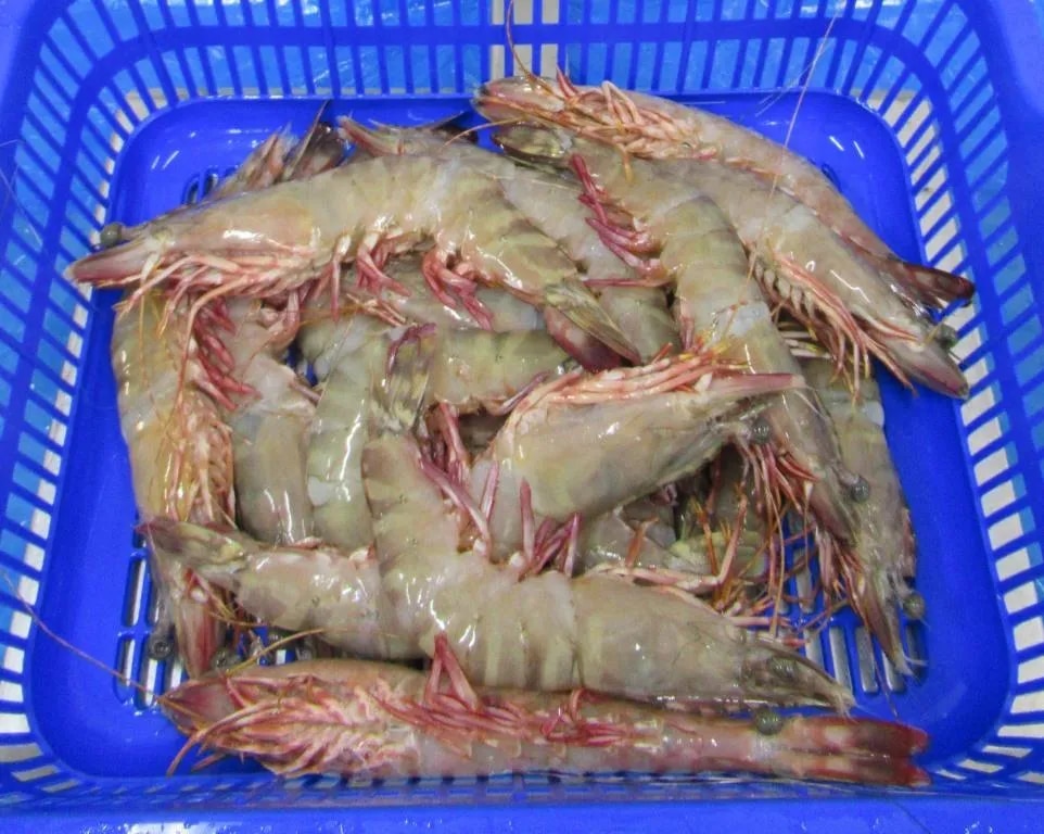 HEAD ON FLOWER SHRIMPS & PRAWNS (BLOCK) image 1